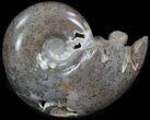Polished Shloenbacchia Ammonite with Calcite Crystal #35307-2